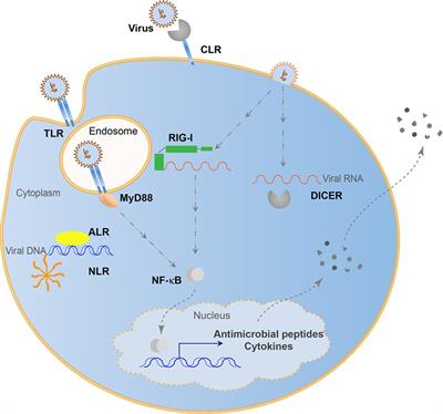 The Intra-Dependence of Viruses and the Holobiont